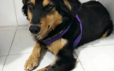 ¡Indignante! Perrita víctima de zoofilia por un ser desagradable.